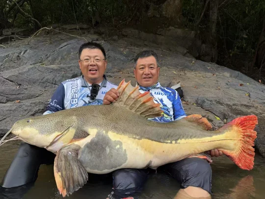 亚马逊河钓获百斤招财猫！