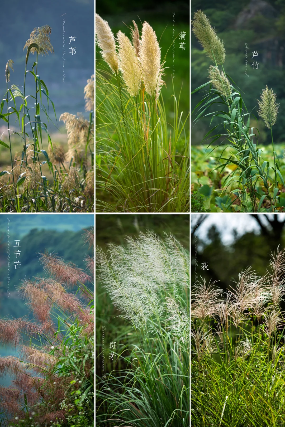 那些年，我们“误”以为“芦苇”的植物？