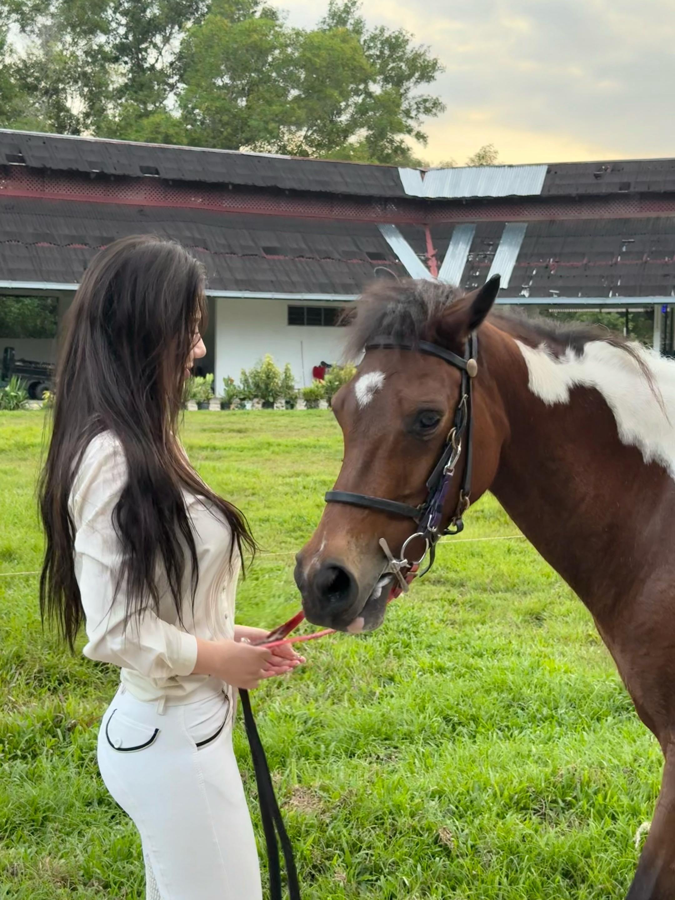 樱花覆盖地面马术