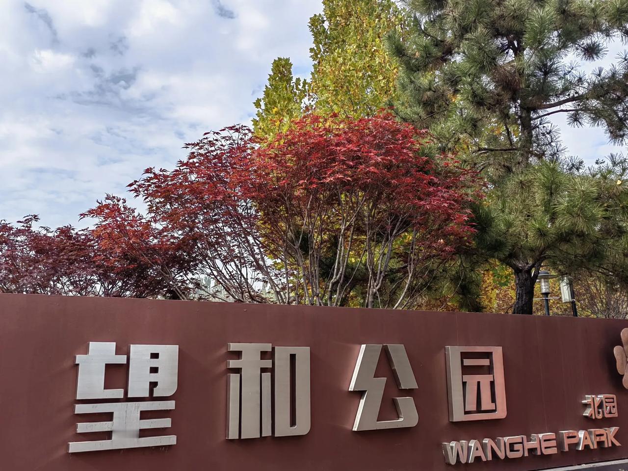 望和公园信步行，
初冬时节赏秋景。
法桐青绿相间叶，
鸡爪槭树分外红。
柳叶如眉