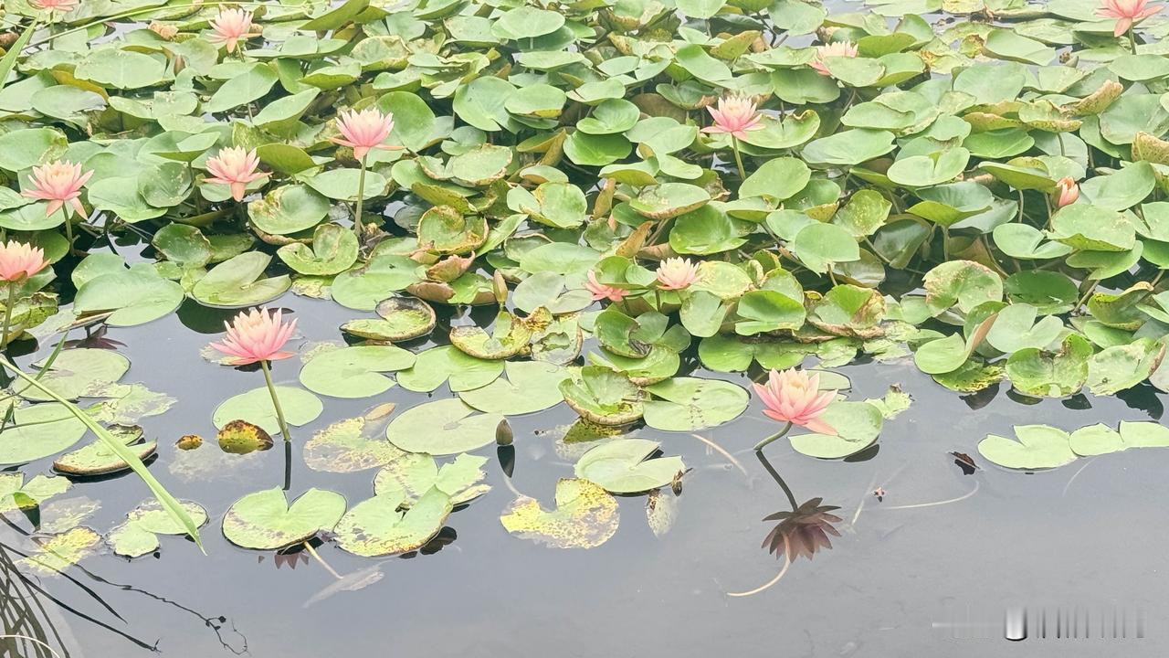 睡莲开了