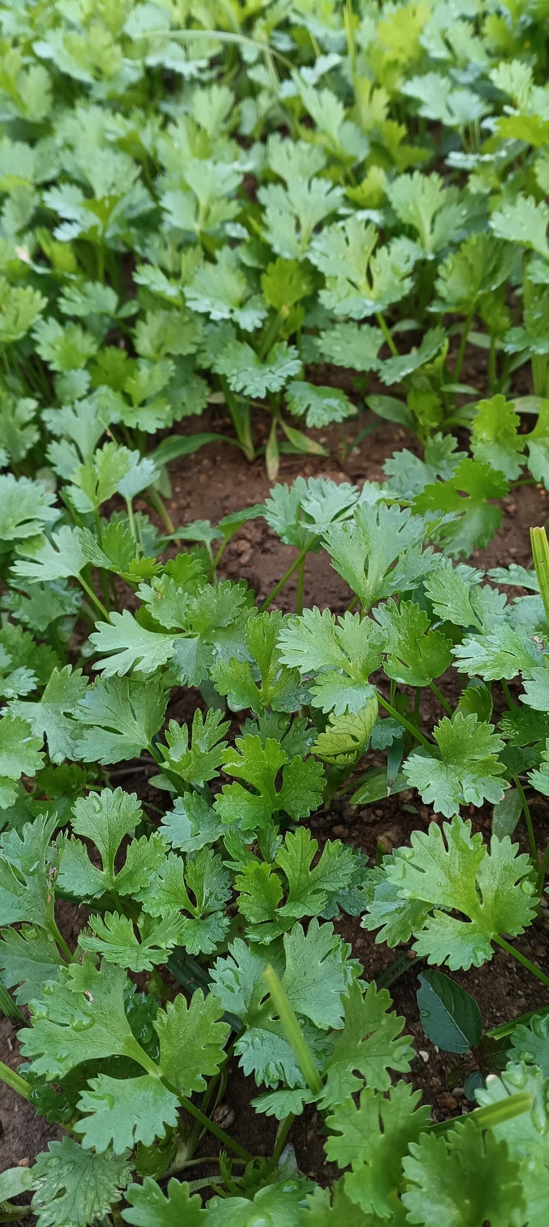 今日分享随手拍照片正在生长的翠嫩香菜，叶片缀着水珠，鲜灵葱郁，满是田园清香气息。