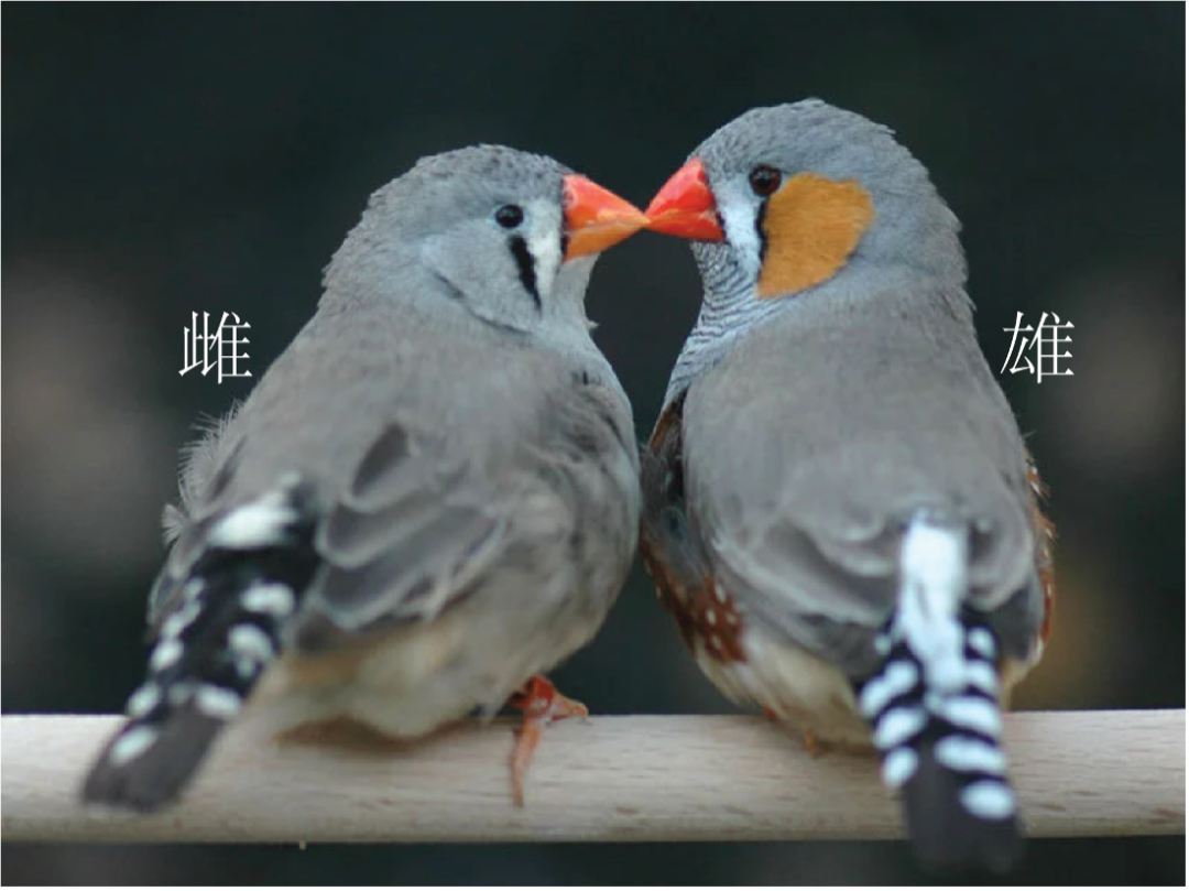 #每天一条冷知识# 珍珠鸟唱歌核团中的多巴胺神经元是它自我评估唱歌是否好听的标准