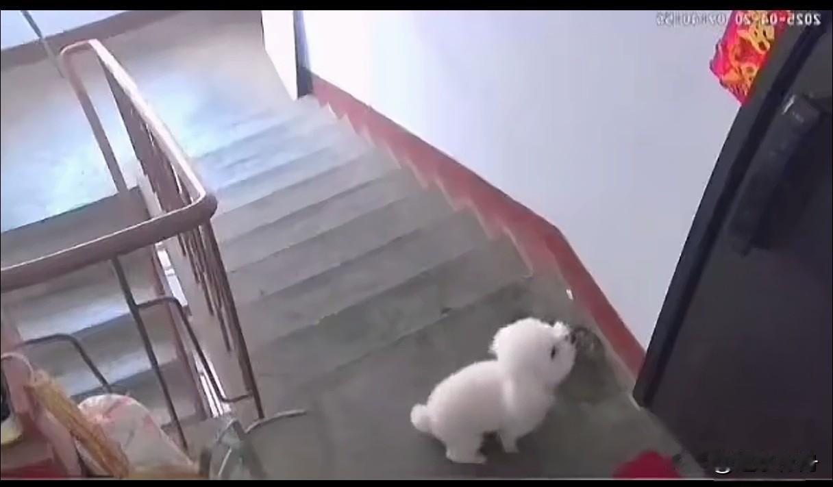 离家出走两星期的宠物狗又跑回来了，一直堵在门口叫个不停。
这只白色的比熊是从朋友