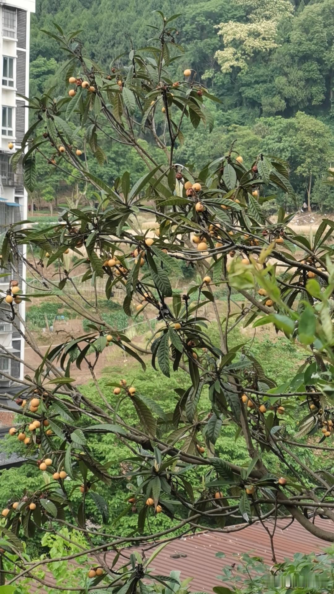 山上路边的枇杷树长满了枇杷，昨天都还有，今天就被人摘完了。真不知道那些人，才这么