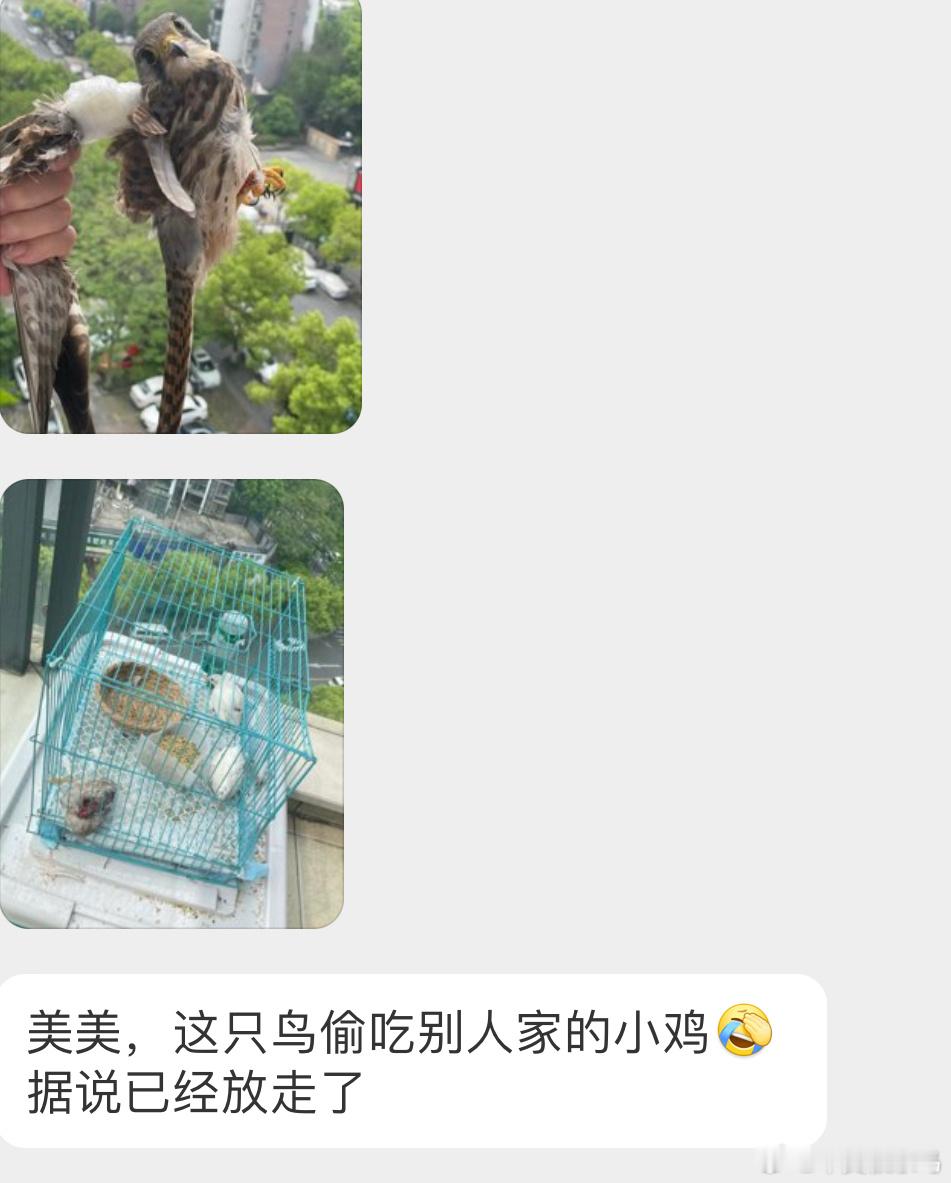 是一只红隼（二级保护鸟类笼子里的是芦丁鸡这样绑着翅膀看着好疼啊！小红以后还是去野