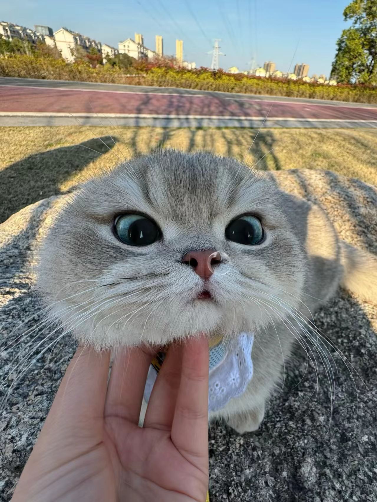 可可爱爱猫猫头来报道 