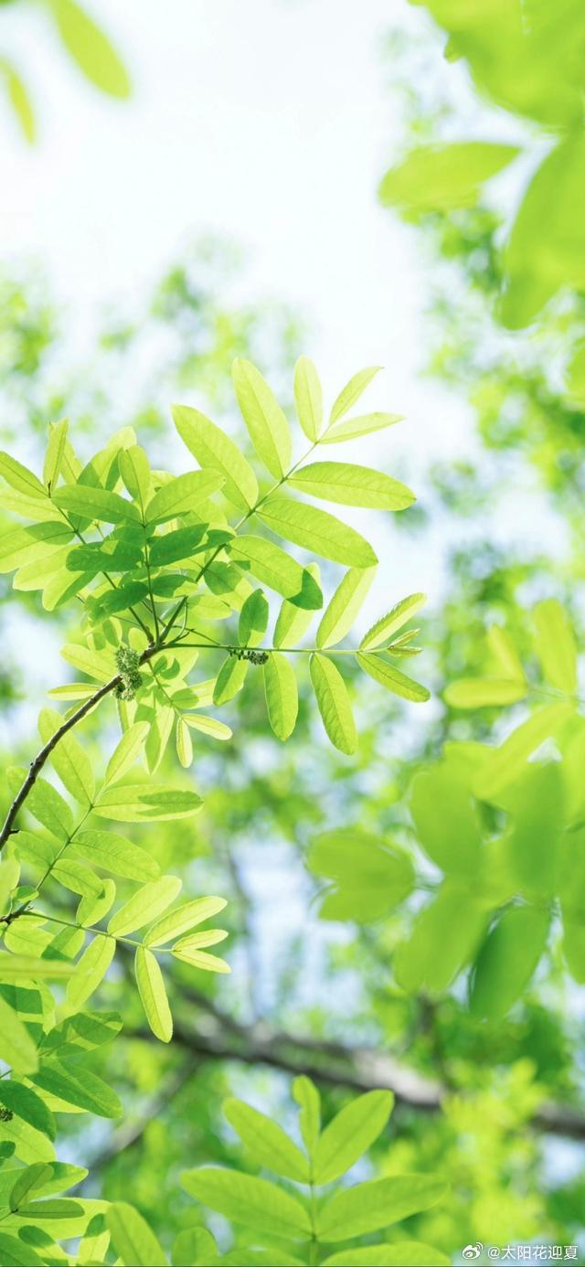 山林溪涧含翠色，一帘清景赴夏来～ 