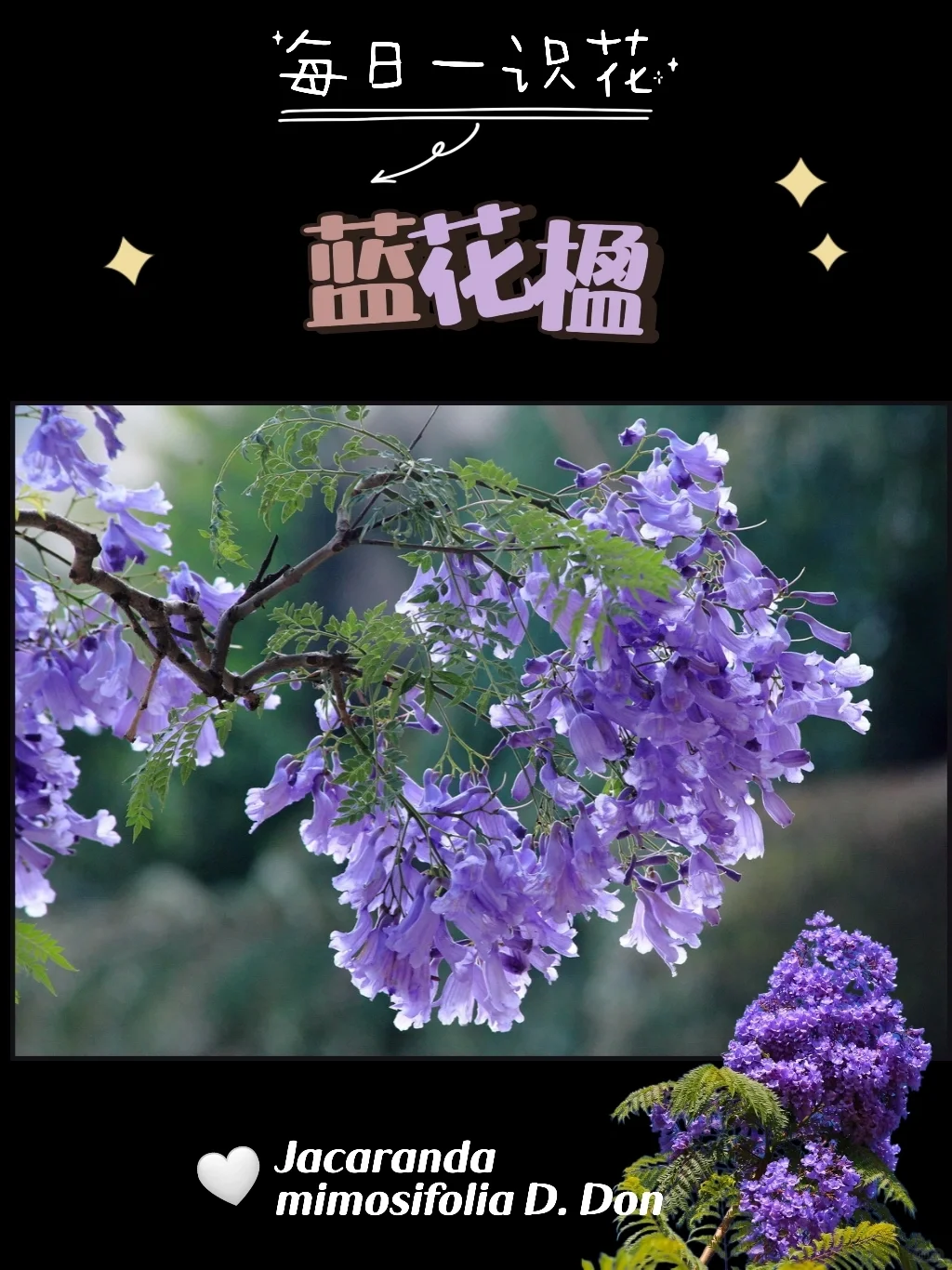 每天认识一种花之【蓝花楹】day77