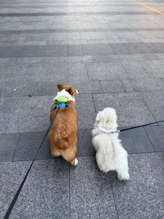 谁懂……世界上又少了一只不爱吃鱼油的小狗