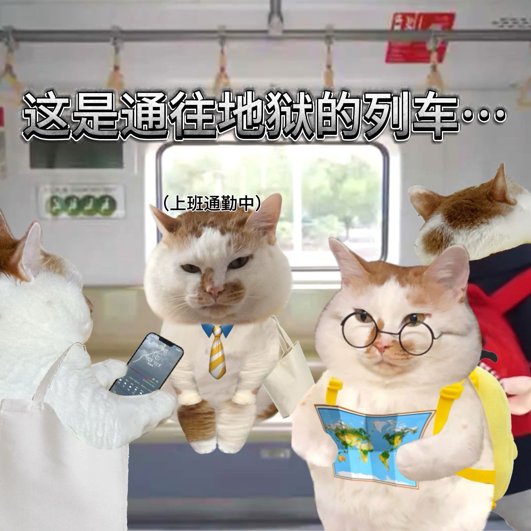 一身班味的小猫 