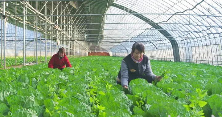 脱贫地区一线调研丨蔬菜大棚铺就增收路