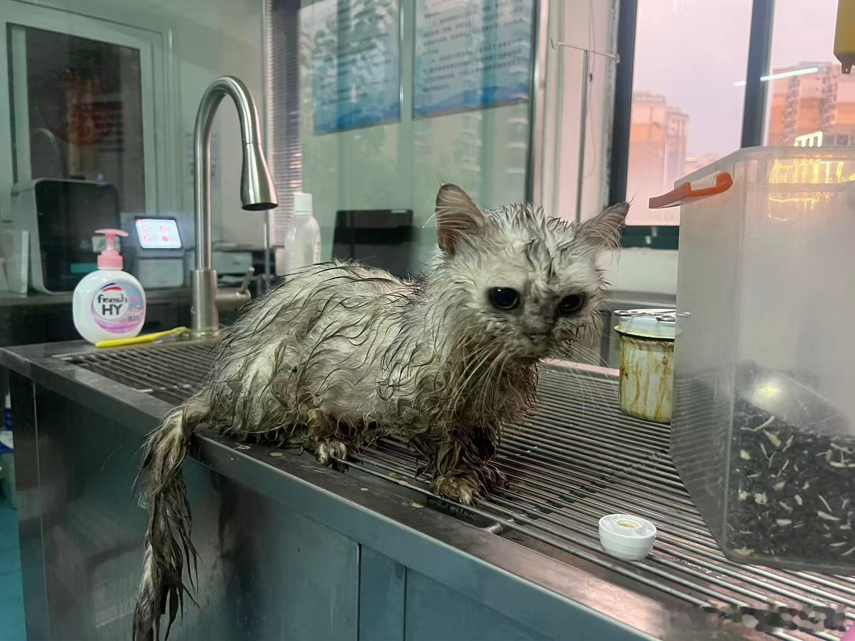 小区里有人配后院猫。想配出短腿金吉拉。但是失败了，有只小猫是只有前肢是短的，后肢