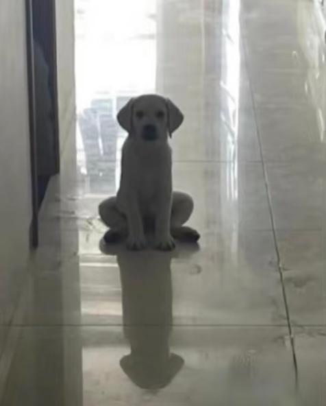 我：“老婆，每天支撑我起床的动力是什么？是梦想吗？”老婆：“是生活的压力！”[苦