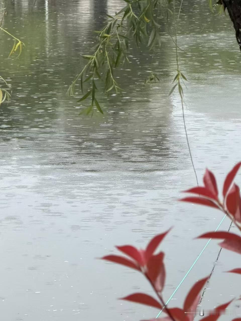 浅夏

几树莺呼早，山云湖影中。
蔷花新过雨，老柳久知风。
杳杳烟波客，茕茕南北