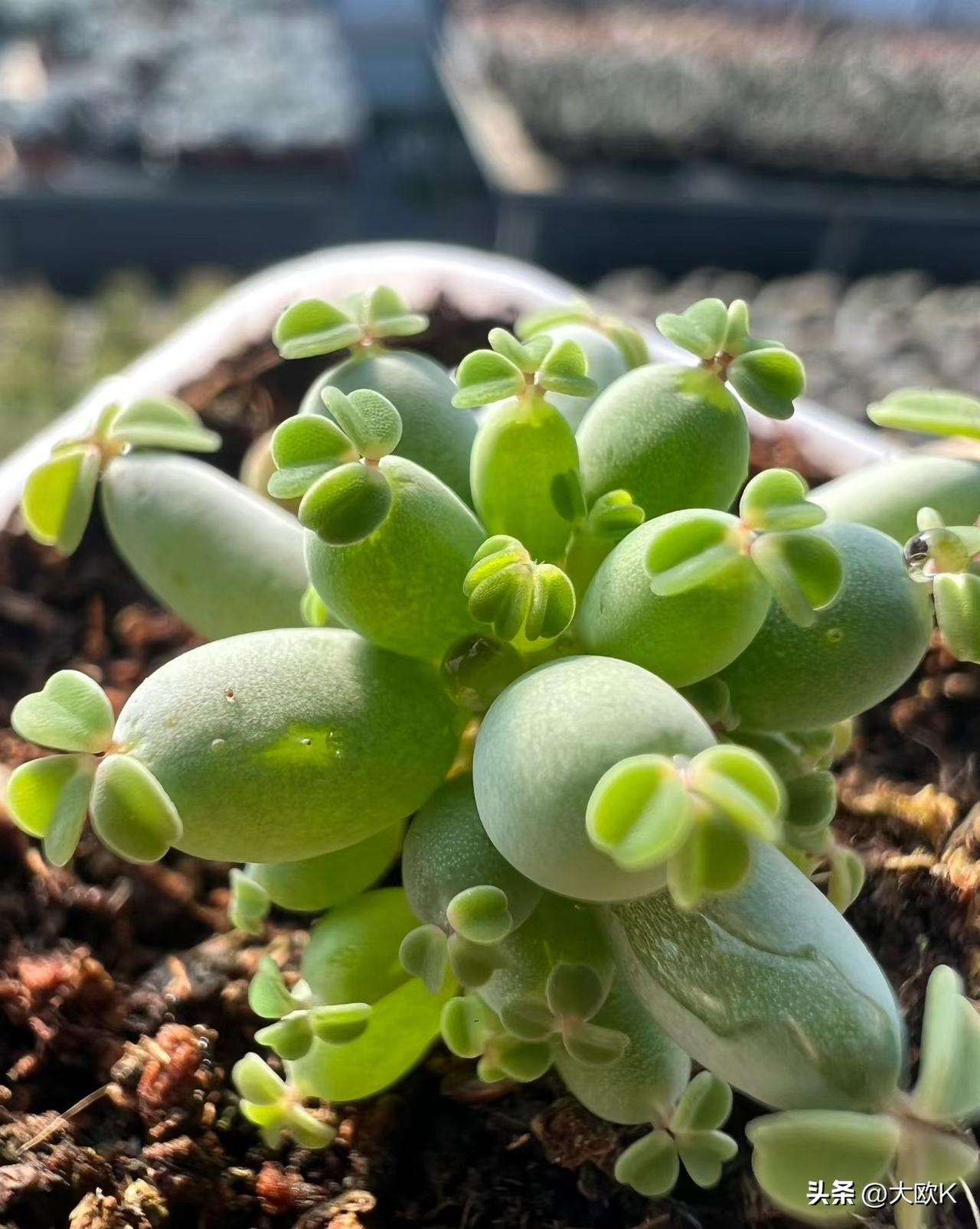 今天，全年最惊天动地的一天！
蛰虫惊而走，草木醒而萌，万物惊雷，春意炸响，惊蛰正