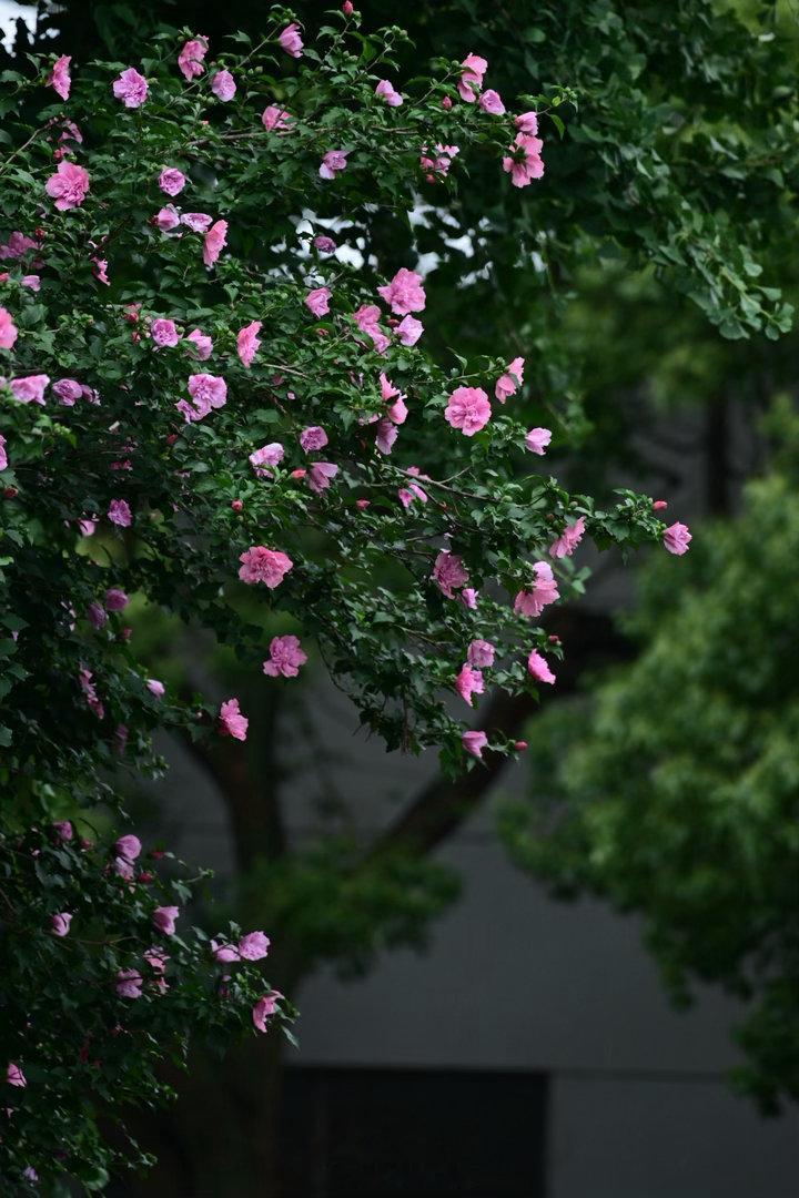 村人家被三米高的繁盛木槿花装饰的大门，着实让人羡慕。《诗经·郑风》有“有女同车，