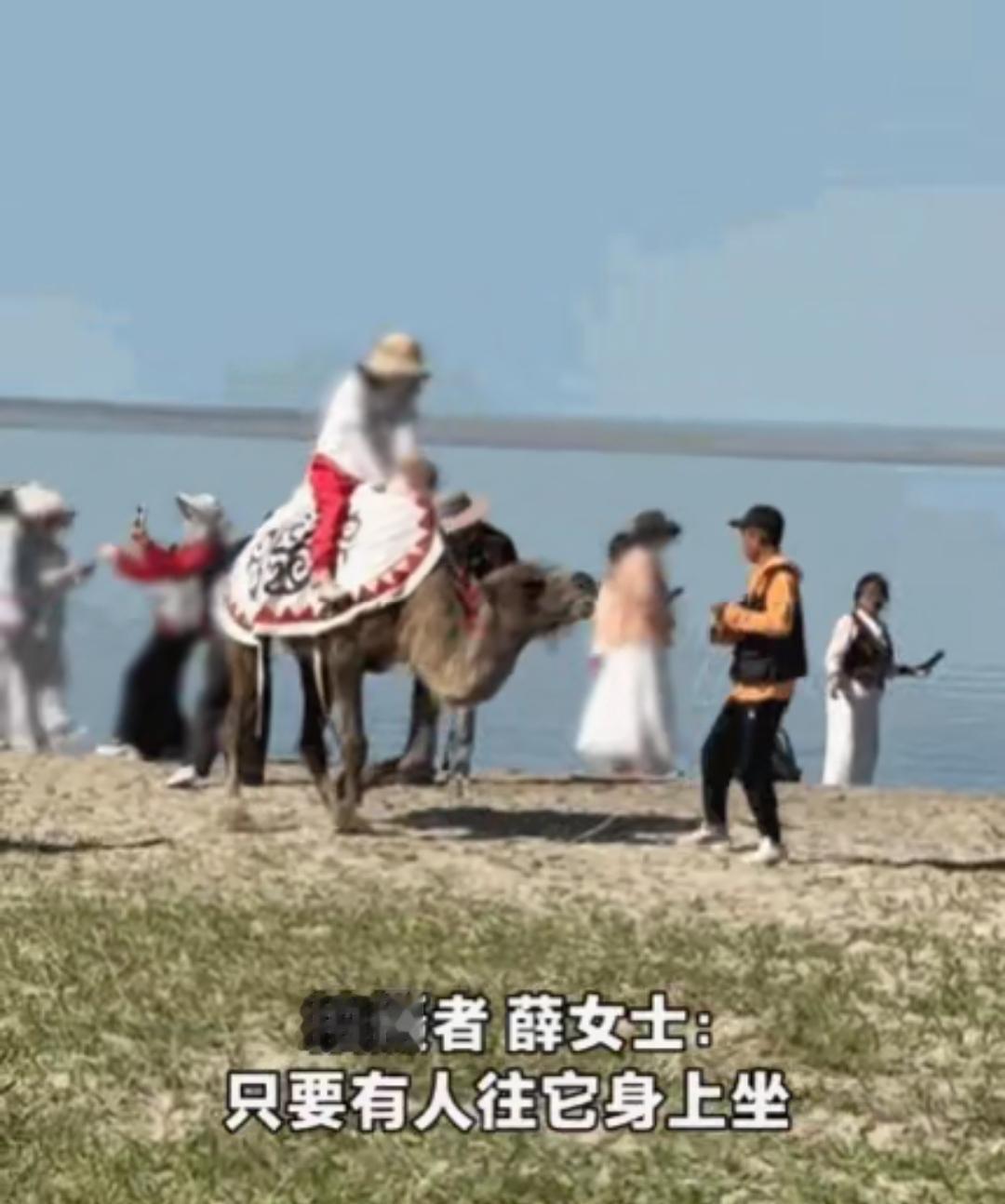 新疆阿勒泰，一女子正在游玩，突然听到骆驼哀嚎声。她循声望去，发现一头骆驼在搭载游