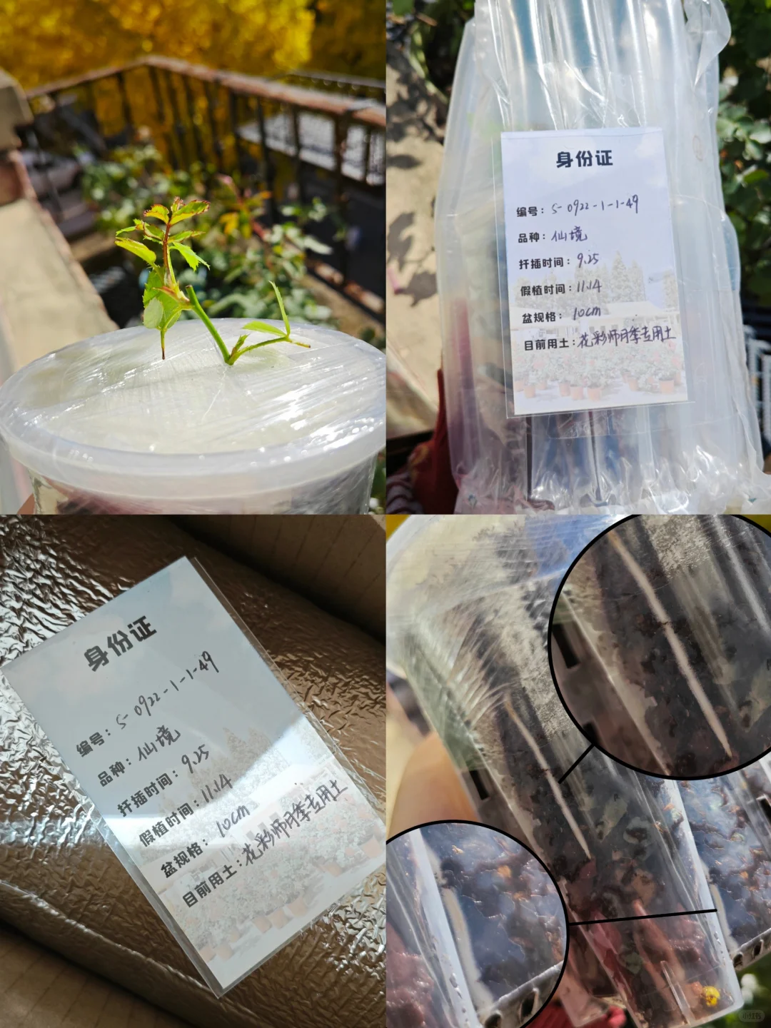 去新家吧仙境宝贝~小小身体根系大大的能量