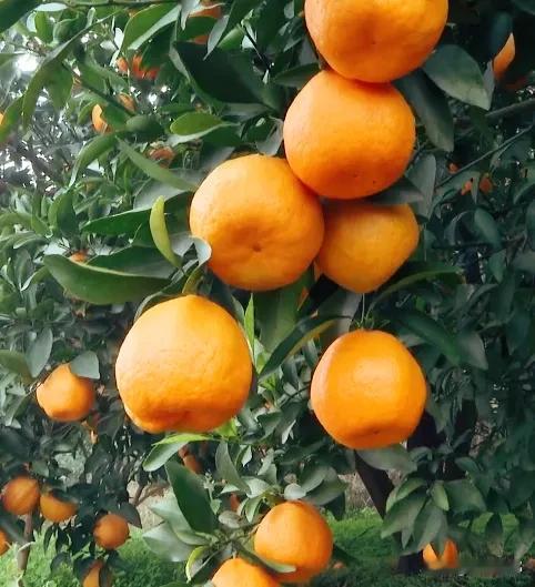 丰都冬日顶流！万寿桥村椪柑黄才是南方冬天的本命色
南方的冬天是什么颜色？丰都树人