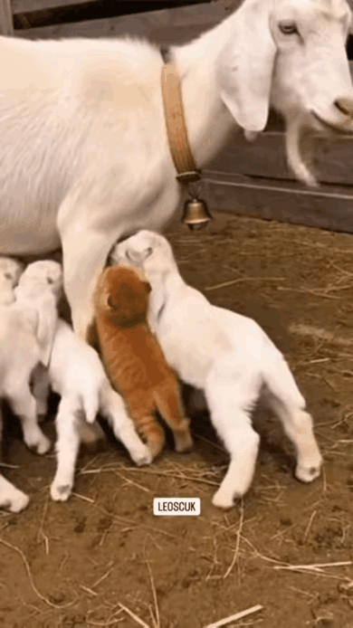 这母猫看起来很懂事