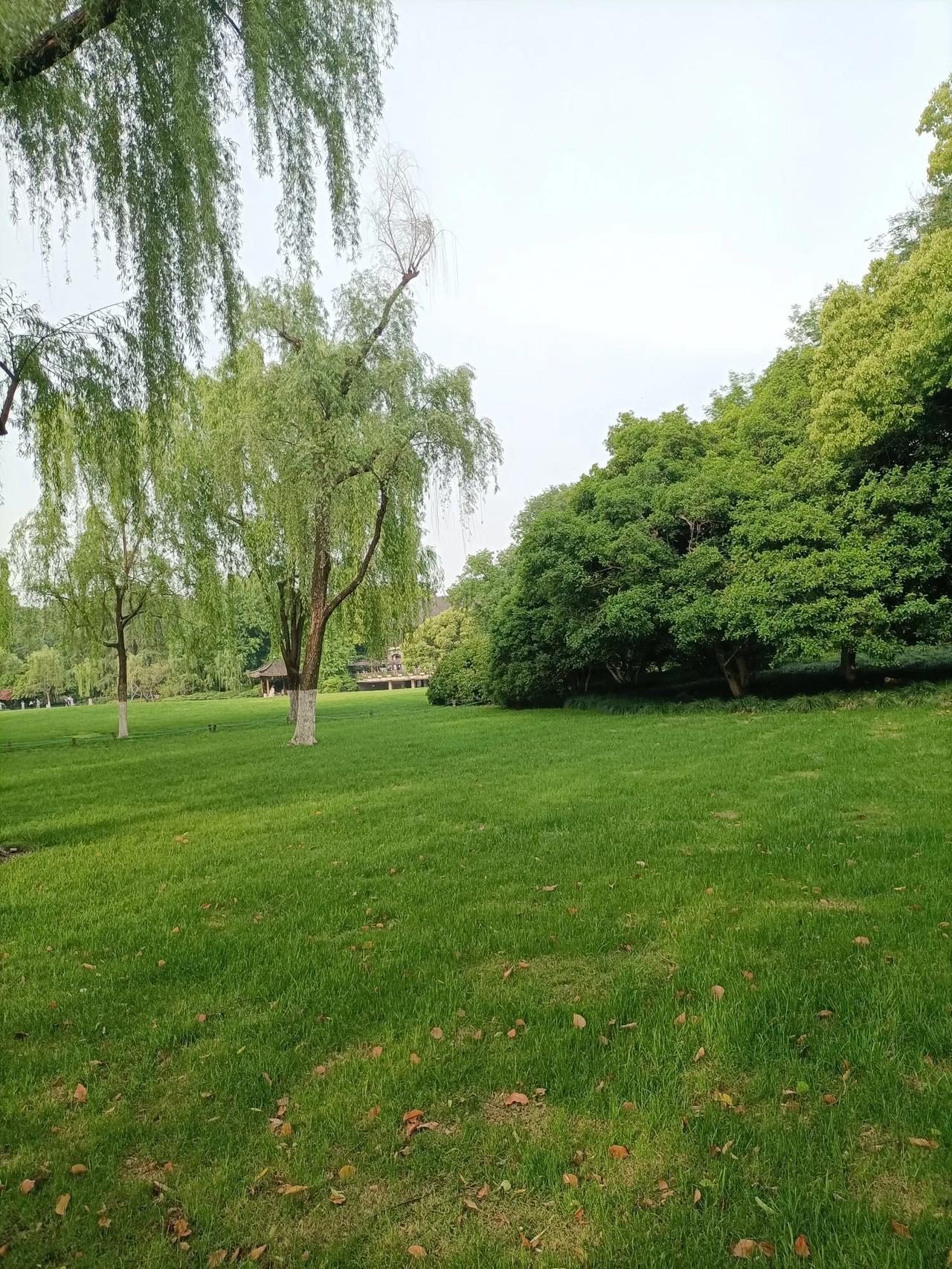 万能生活指南分享手机里拍摄的花草 今日分享随手拍的美景 分享你手机花花草草照片