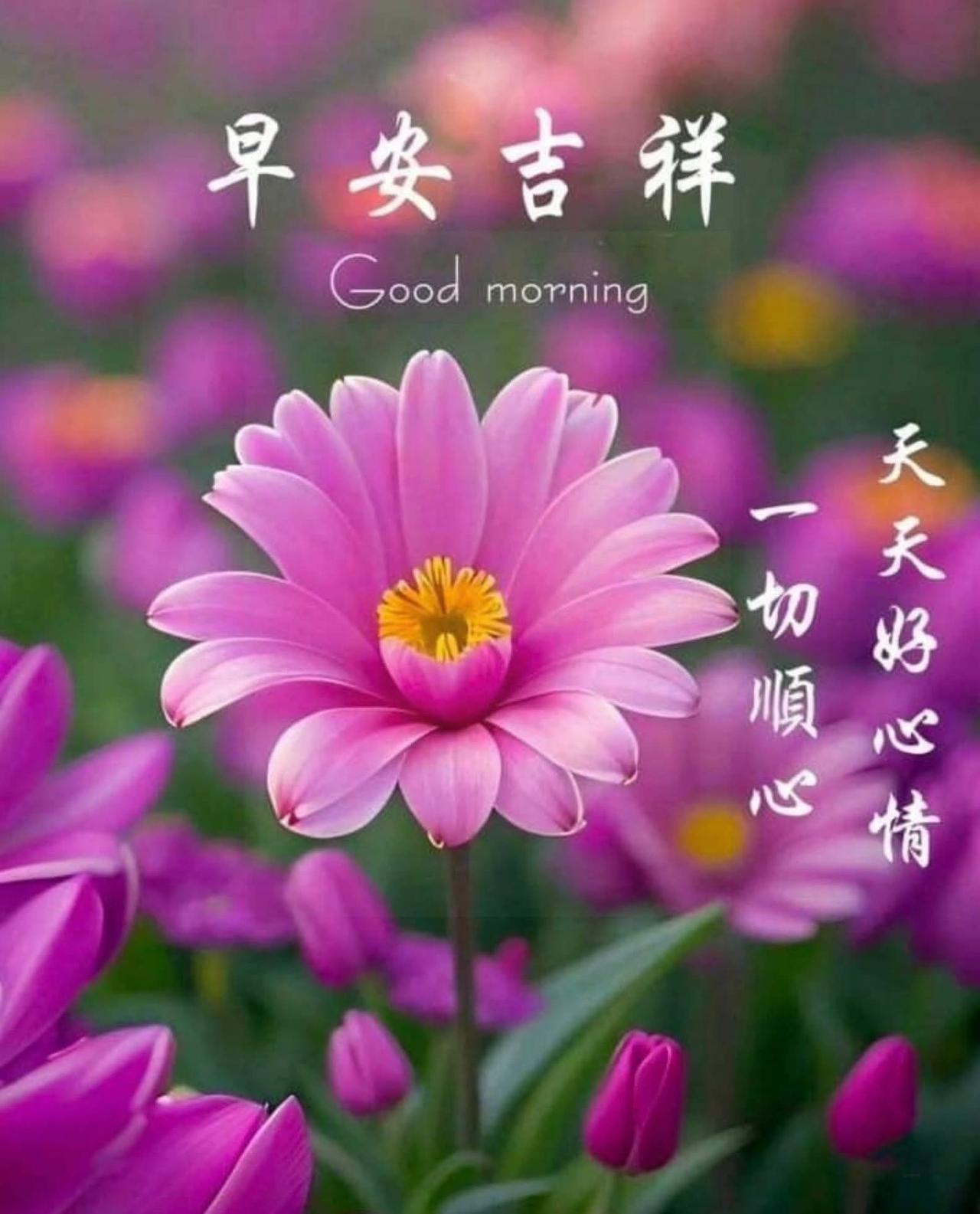 紫瓣凝芳迎晓光，
清风送暖启新章。
晨安寄愿心常顺，
日日安然福运长。