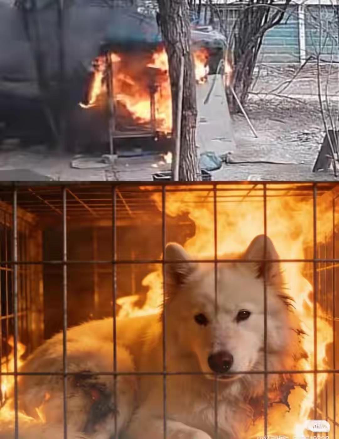 [可怜]江苏连云港“鞭炮烧狗笼”的事，只有“被害”萨摩耶🐶本身值得同情[可怜]