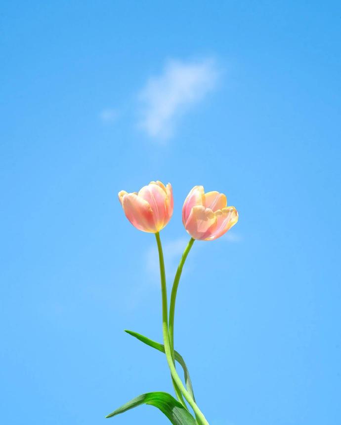 把鲜花举向蓝天，是春夏最浪漫的落笔
以澄澈蓝天作巨幅留白画布，各色繁花执笔，在晴