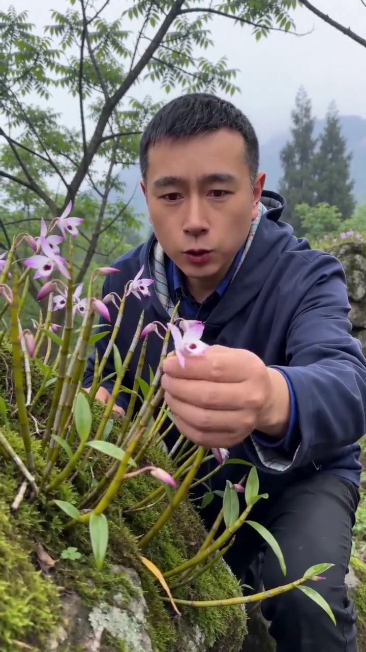这金钗石斛得趁露水下架前摘才鲜。你看这品相，城里的先生太太们都爱用它泡茶。泗水金