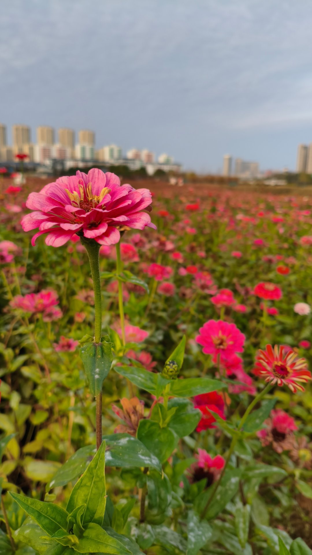 签到签到签到签到今天也是拒绝上班的一天                     