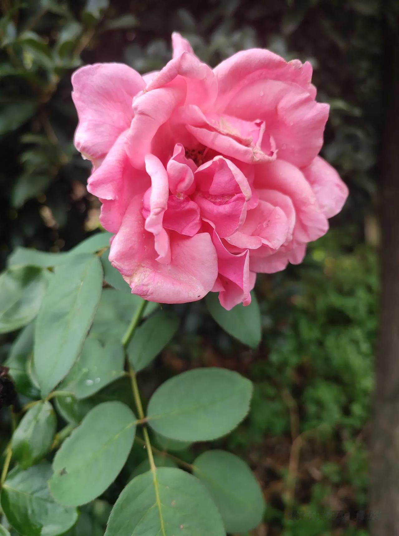 随手拍下美丽的花