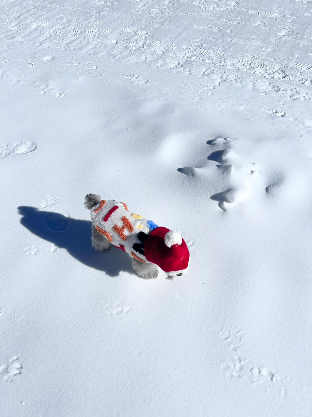 雪地里的小红帽☃️