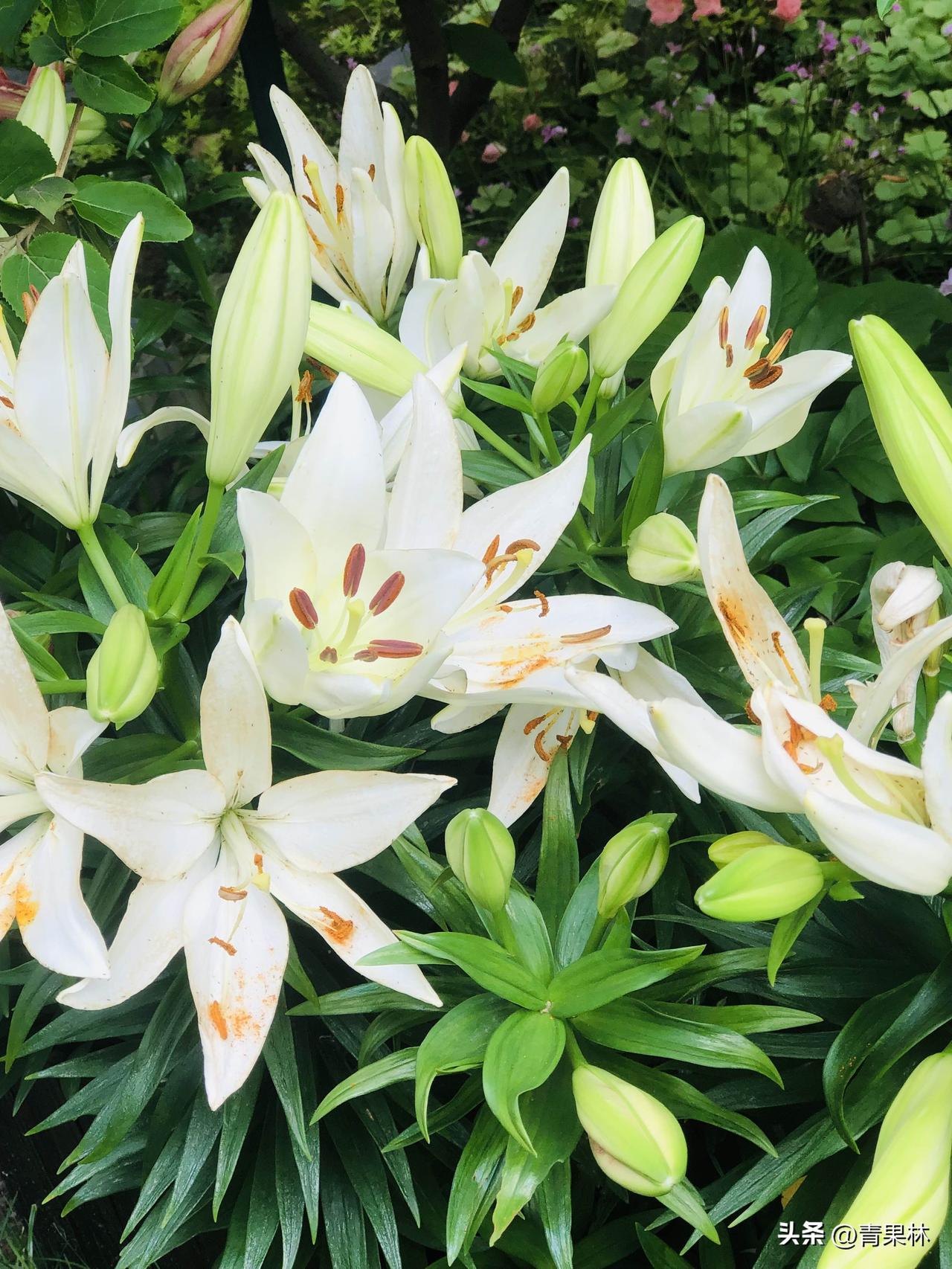 今天天气晴好，路过小区院子撞见了这些百合花，白的清透、粉的娇俏，花苞鼓鼓的，一朵