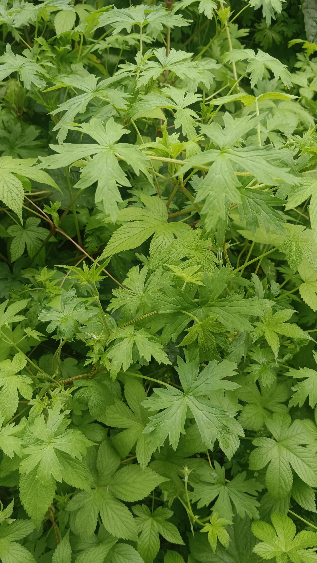 上联：春播千亩稻；诚邀下联秋收万担粮，