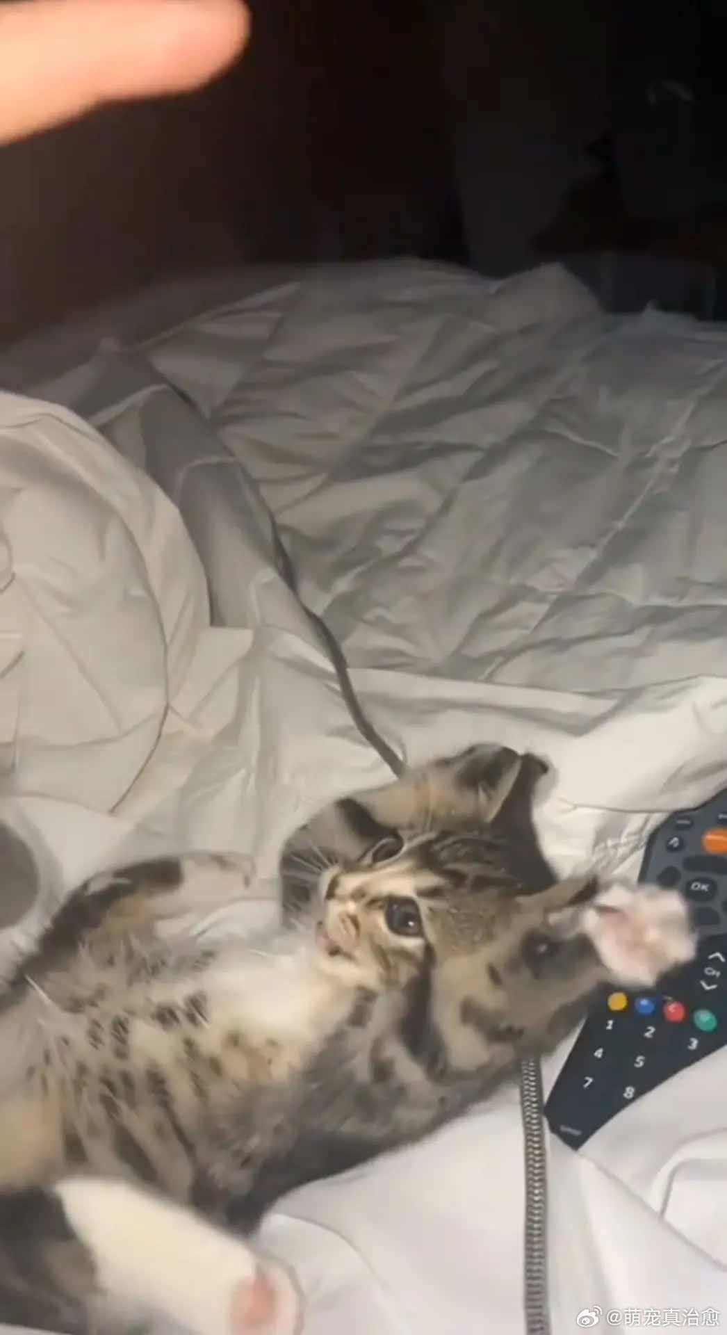 你的小猫喜欢什么游戏呢？萌宠宠物