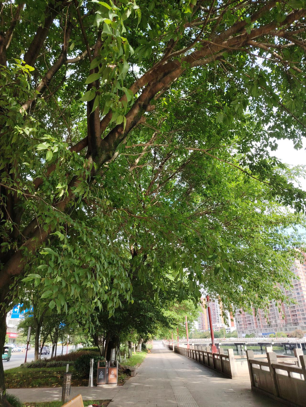 绿意盎然的林荫道，静享城市中的自然时光。🌳🍃
在城市里待久了，就特别渴望那一