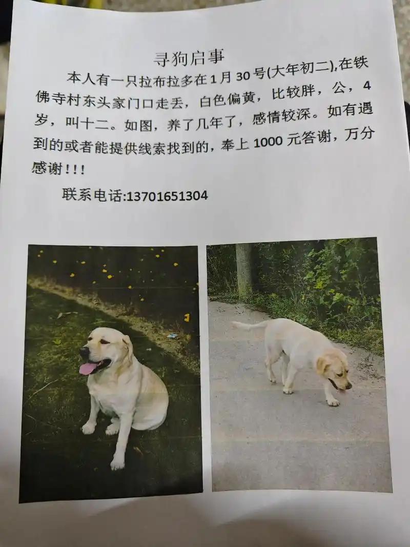 半年了，它竟然还守在原地！男子开车路过，一只流浪狗疯狂追着车跑，真相让人泪崩[流