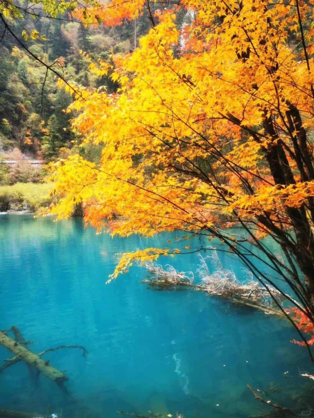 人生建议：10 月一定要去九寨沟看秋日童话