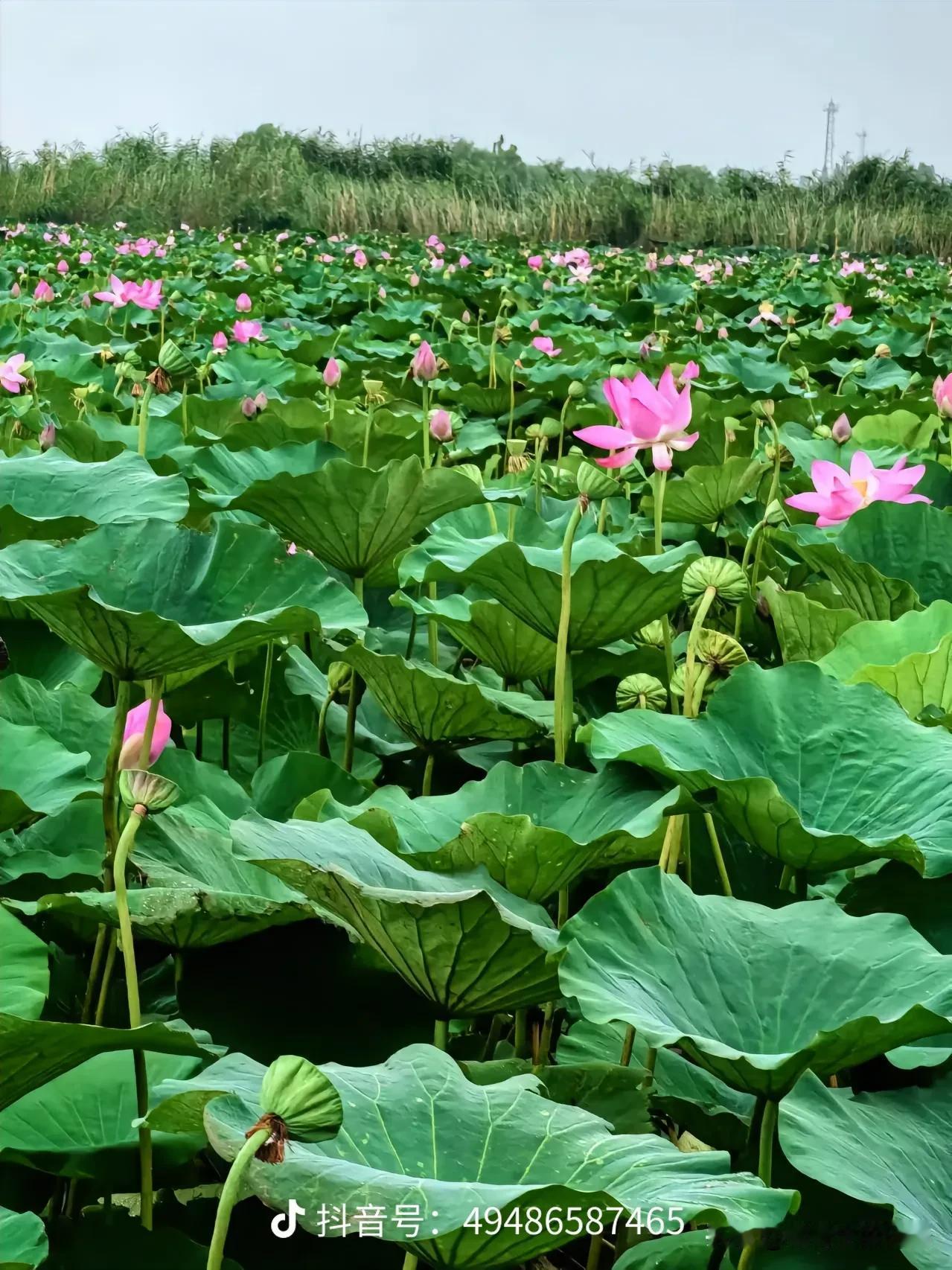 又到荷花满淀时，白洋淀如何重拾全国游客方向，重拾门庭若市的盛情?
孩子们马上就要