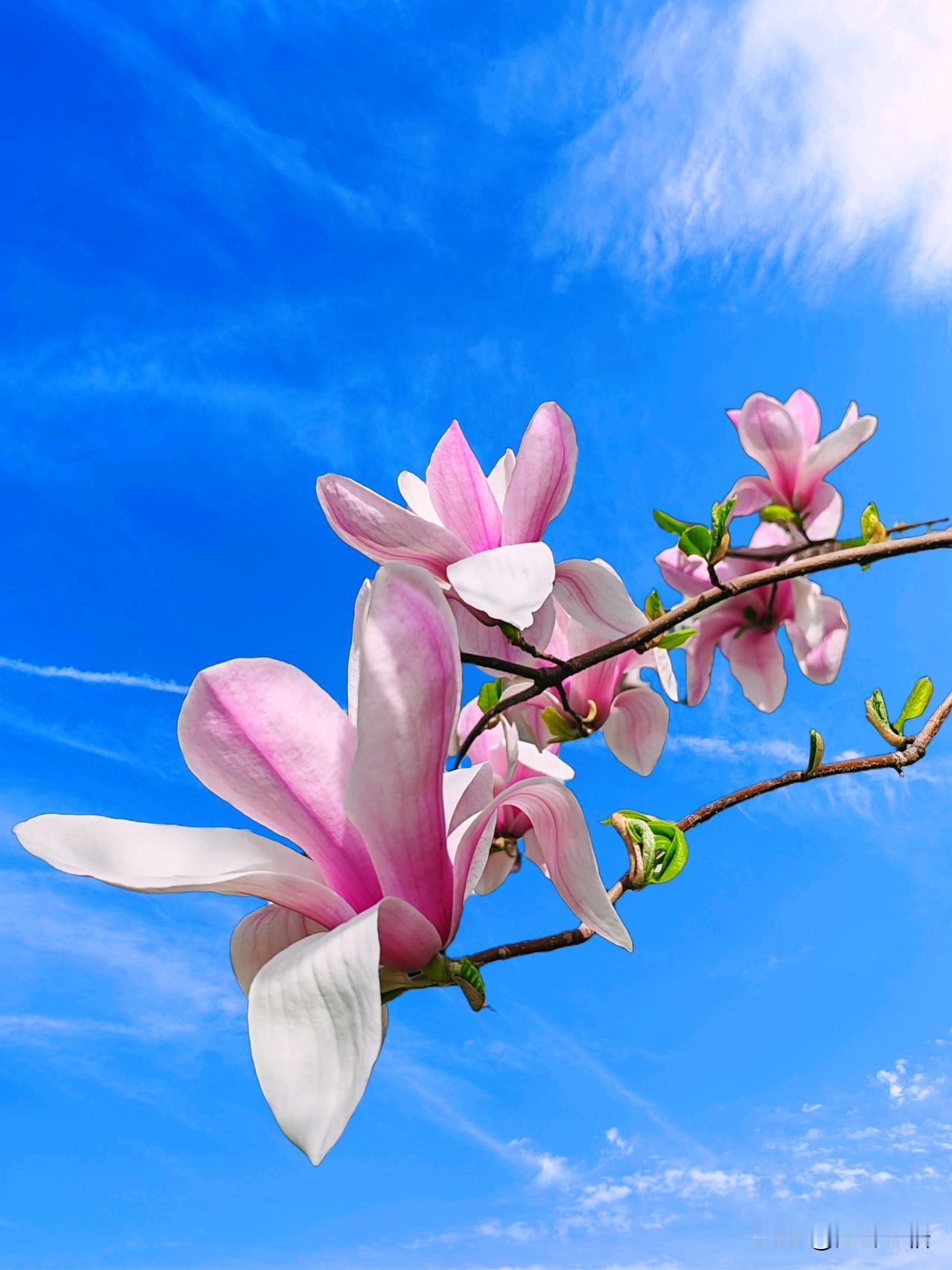 花枝拂云开，春色满人间。