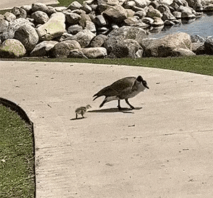 1：白长这么大个头，连这么小的鸭子都怕。
2：为什么鸟儿站上去灯就亮了，什么原理