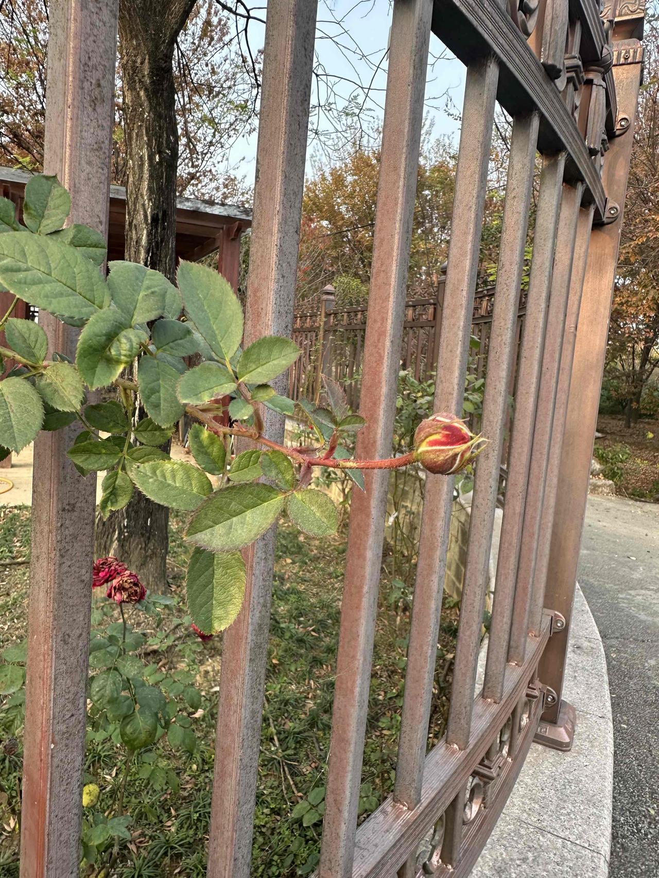 跟踪这朵詹森月季，连续15天拍摄，让美丽慢慢绽放！

我必须来分享我的宝藏，见证