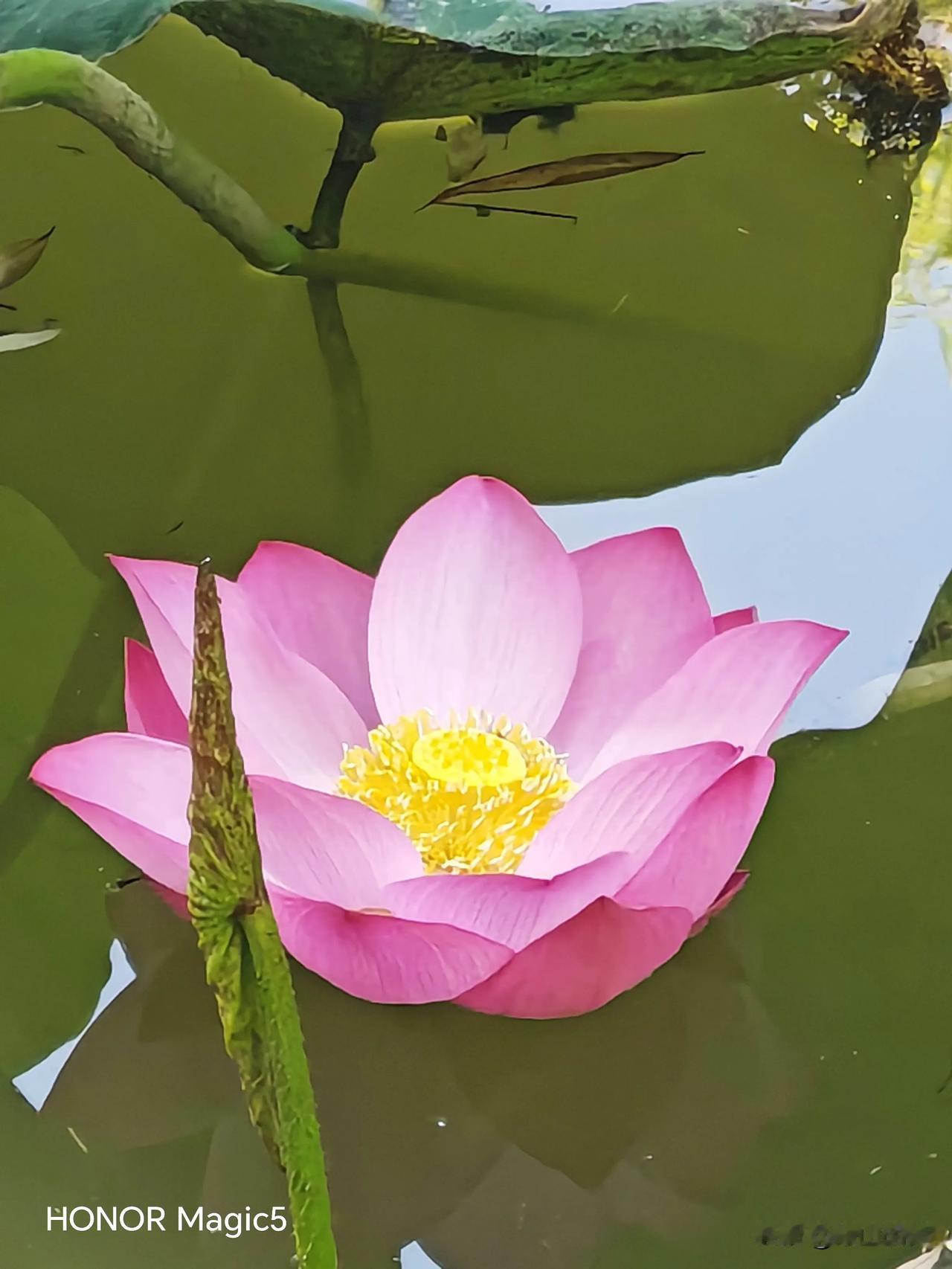 丰庆公园之大片莲花，多彩多姿，鲜艳夺目，令人期待。
