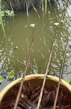 有多少70后80后童年是钓着龙虾长大的呢？～🦞我的童年呀！[大笑]