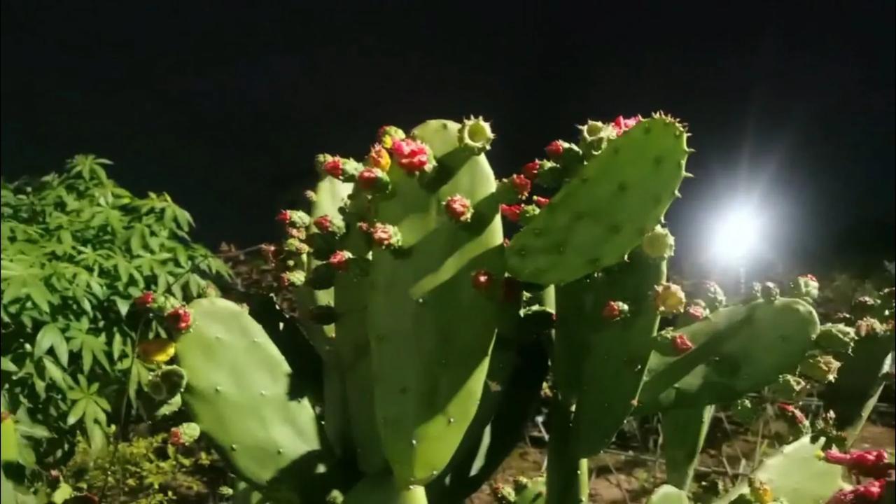 仙人掌开的什么花

仙人掌的花和果 植物花真漂亮 仙人掌 漂亮的仙人掌开花,惊艳