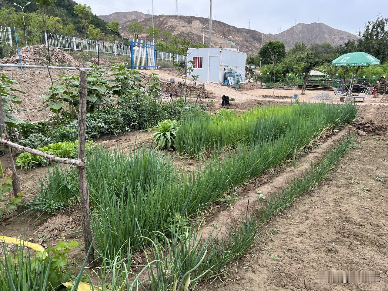 地点：兰州柴家台村
端午节假期有充裕的时间去户外走走，这就距离是兰州市区比较近的