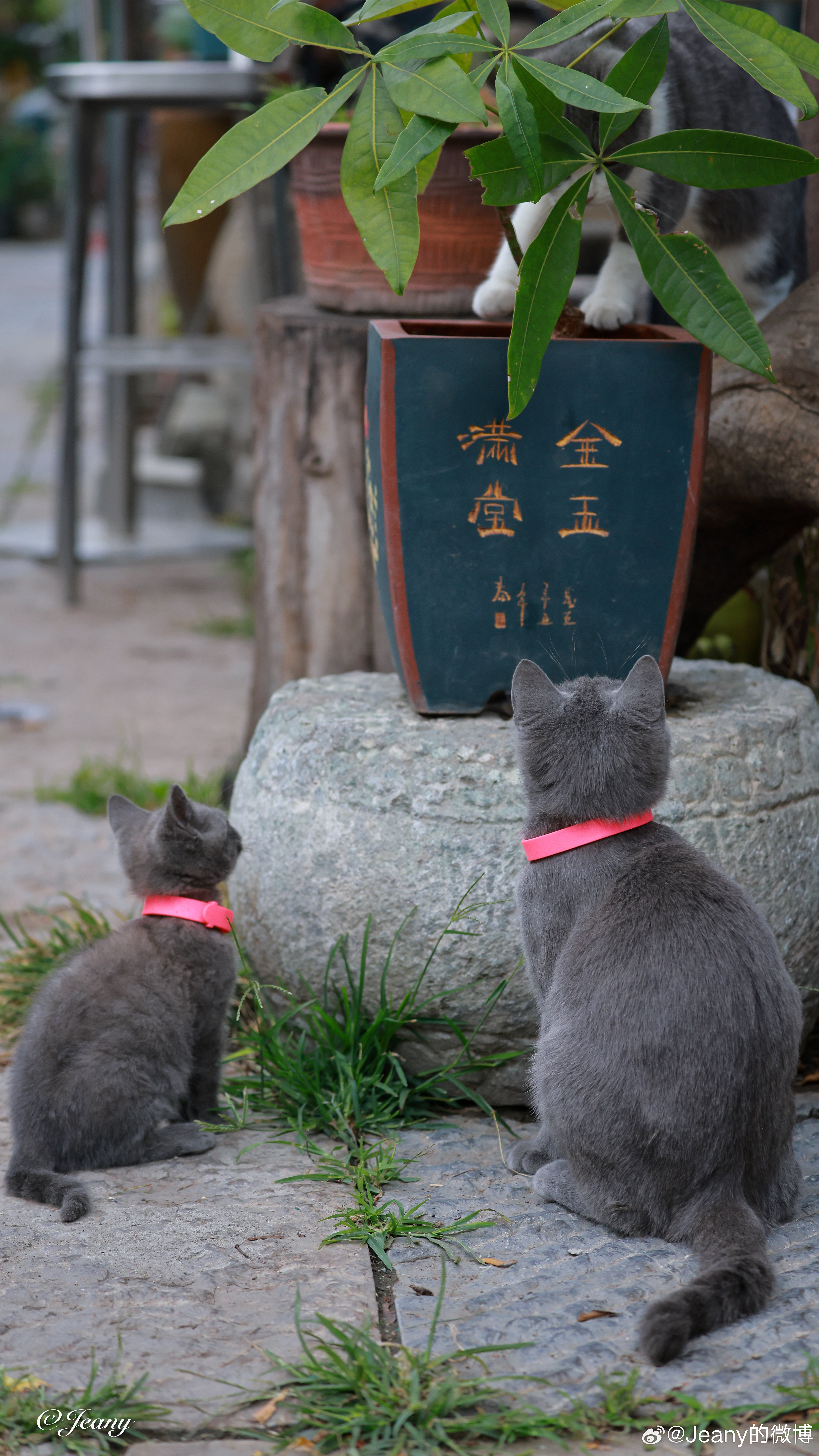 瞧这一家子[偷笑]看看是妈妈还是爸爸藏起来了[偷笑]猫咪摄影[超话] ​​​
