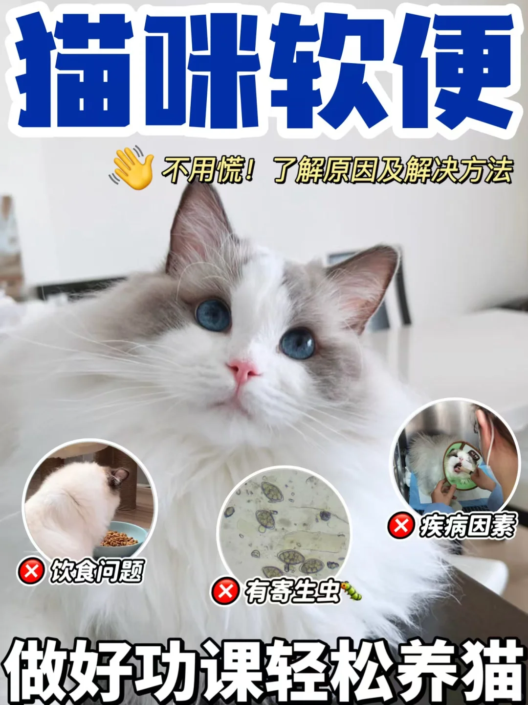 新手养猫，猫咪软便怎么办？原因及解决方法