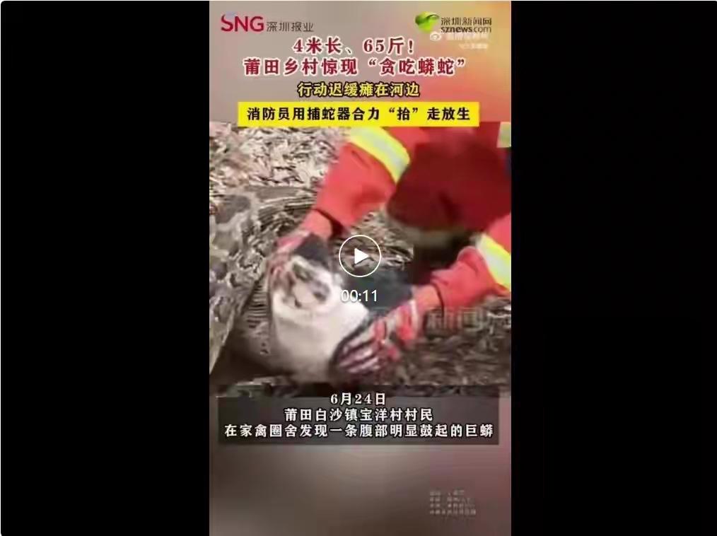 6月24日，福建莆田白沙镇宝洋村村民在家禽圈舍发现一条腹部明显鼓起的白蟒。白沙消